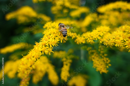 bee on yellow flower © Vera