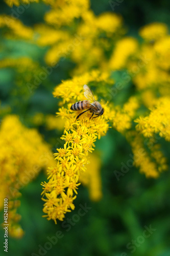 bee on yellow flower