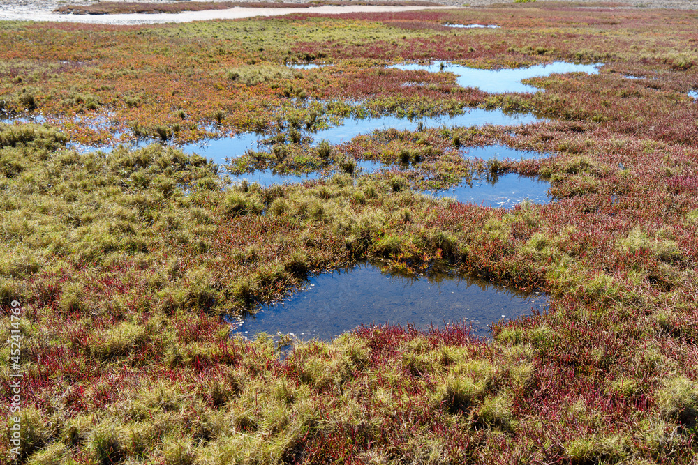 View across ponds amongst the grasses and red-coloured ground cover in the Lota Wetlands, Queensland, Australia. 