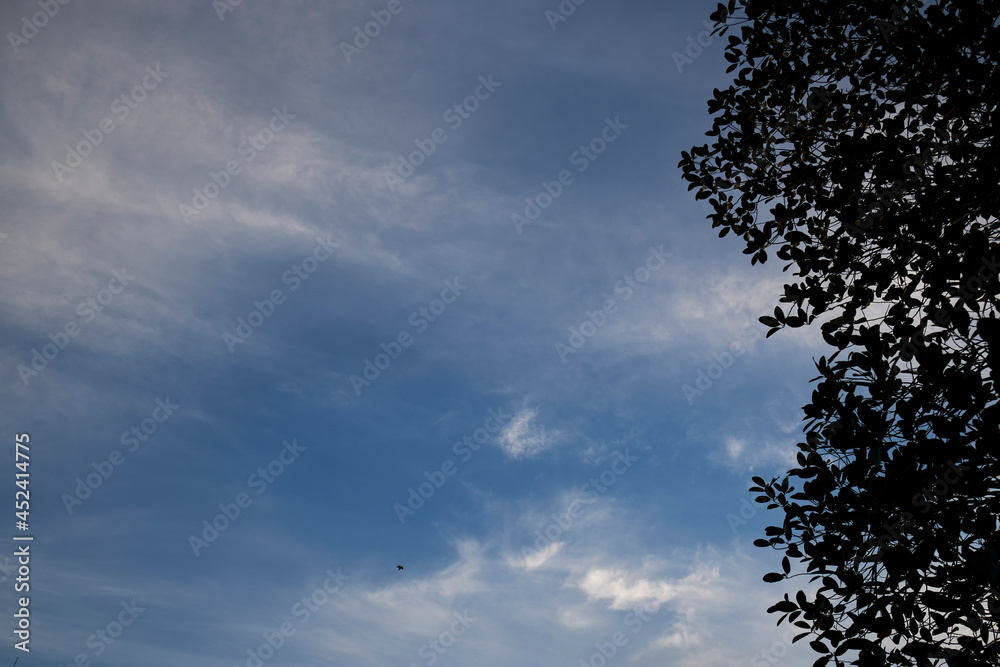 Blue sky and clouds, Beautiful cloudscape over horizon Beautiful landscape with shiny light blue sky, tree of life ,Blue sky with clouds, High resolution image gallery Blue sky and clouds, Beautiful cloudscape over horizon Beautiful landscape with shiny light blue sky, tree of life ,Blue sky with clouds, High resolution image gallery