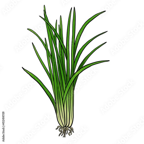 drawing vetirver plant isolated at white background, Chrysopogon zizanioides, hand drawn illustration photo