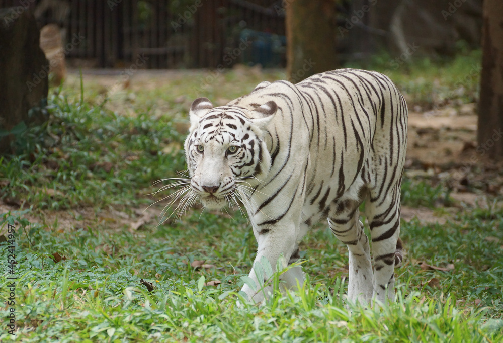 Obraz premium White Bengal tiger