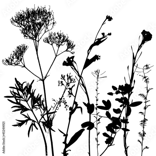 Vector template with leaves and plants monochrome silhouettes, floral background