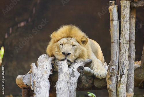 A male lion lying laziliy on logs photo