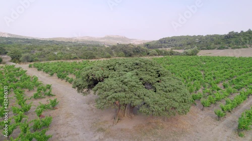 Shot backwards. Juniper tree about 1500 years old, maximum circumference of the trunk is about 5 meters and the height of 7 meters. It is found in a vineyard in the south of France. photo