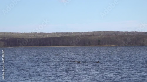 Canada Goose landing on a lake photo