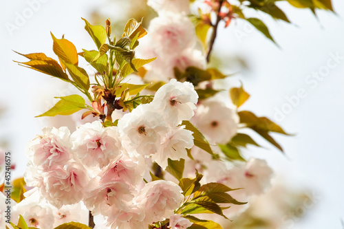 桜・春