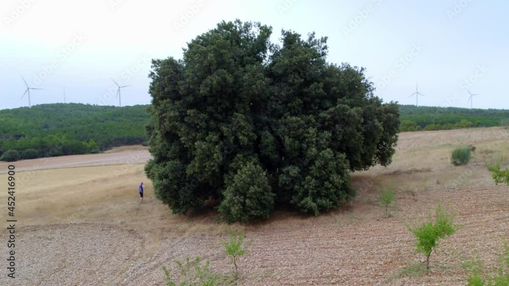 Shot with a drone, point of interest. Holm oak tree, the circumference of the trunk is 5 meters and its crown is 30 meters; the height is 15 meters. It is in Albacete, Castilla la Mancha, Spain.