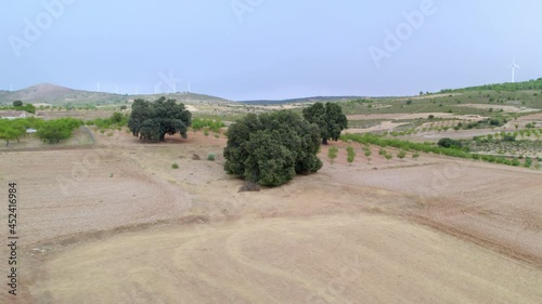 Shot with a drone, point of interest.  3 Holms oak trees, the circumference of the trunk is 5 meters and its crown is 30 meters; the height is 15 meters. It is in Albacete, Castilla la Mancha, Spain.