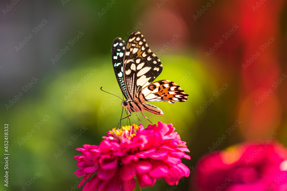 Naklejka premium Tropical butterfly on flower, macro shots, butterfly garden