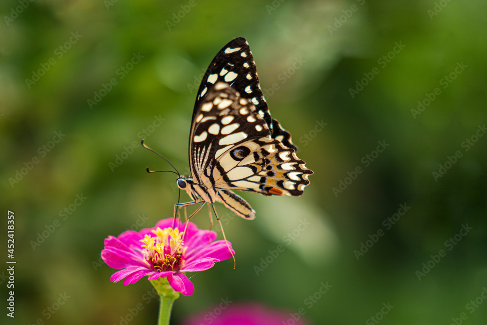 Tropical butterfly on flower, macro shots, butterfly garden Tropical butterfly on flower, macro shots, butterfly garden