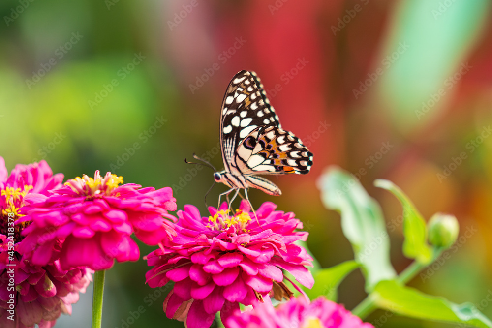 Tropical butterfly on flower, macro shots, butterfly garden Tropical butterfly on flower, macro shots, butterfly garden