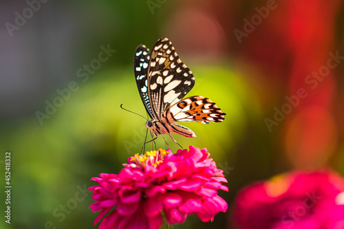 Tropical butterfly on flower, macro shots, butterfly garden © Naypong Studio