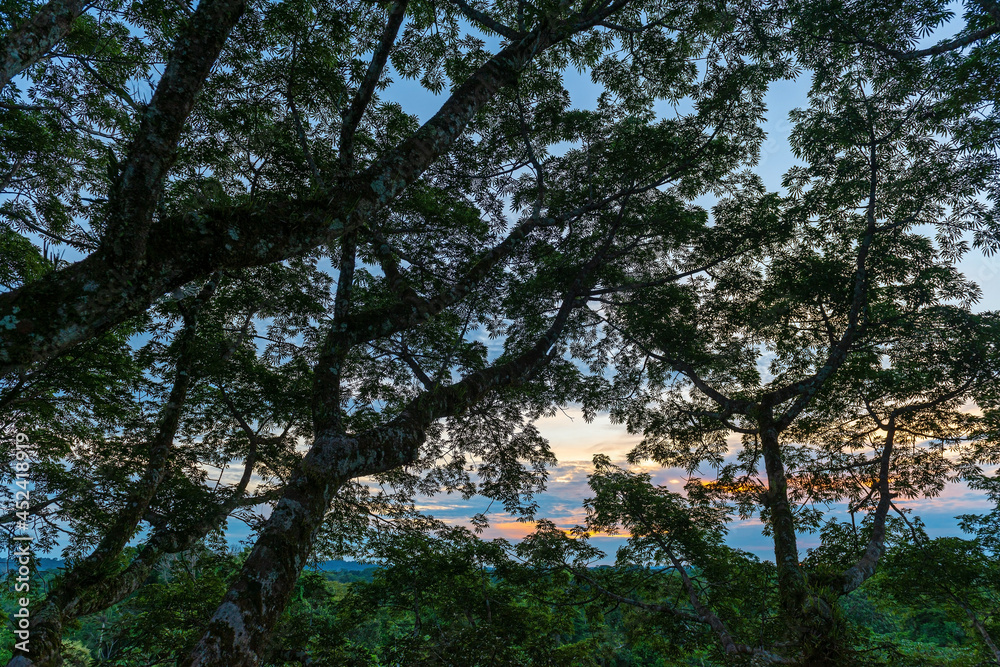 Leaves silhouette sunset in a ceiba tree, Yasuni national park, Amazon rainforest, Ecuador.