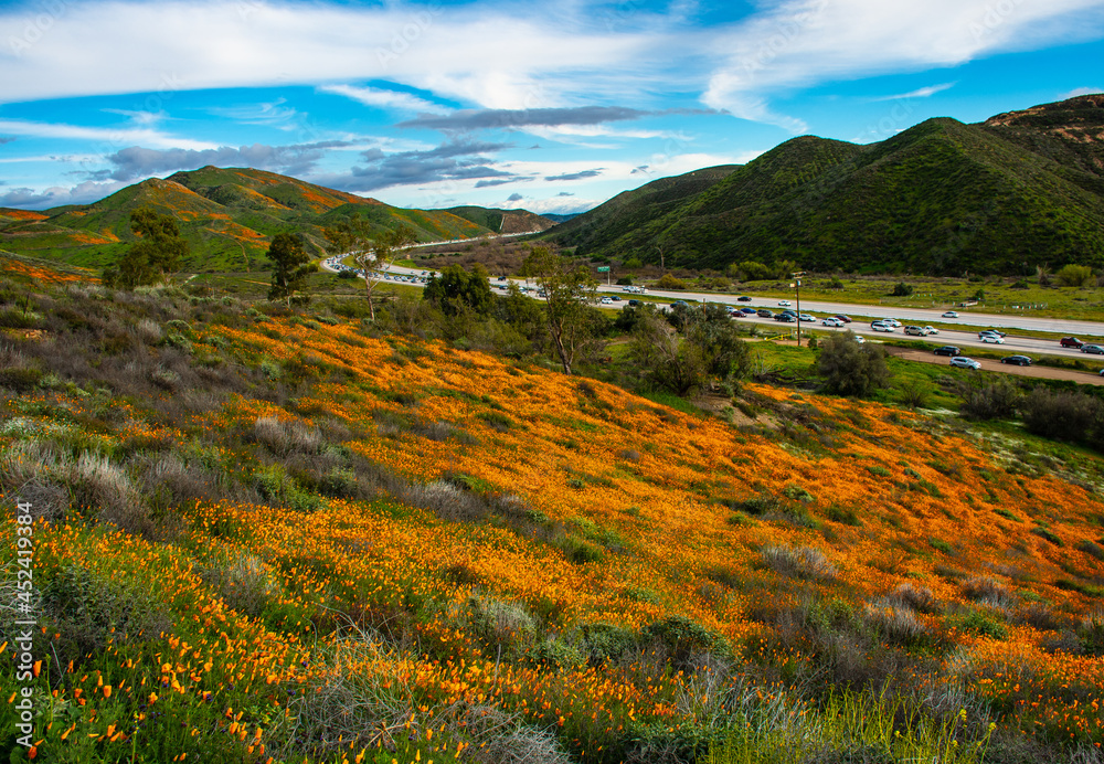 California Hills covered in Poppies 