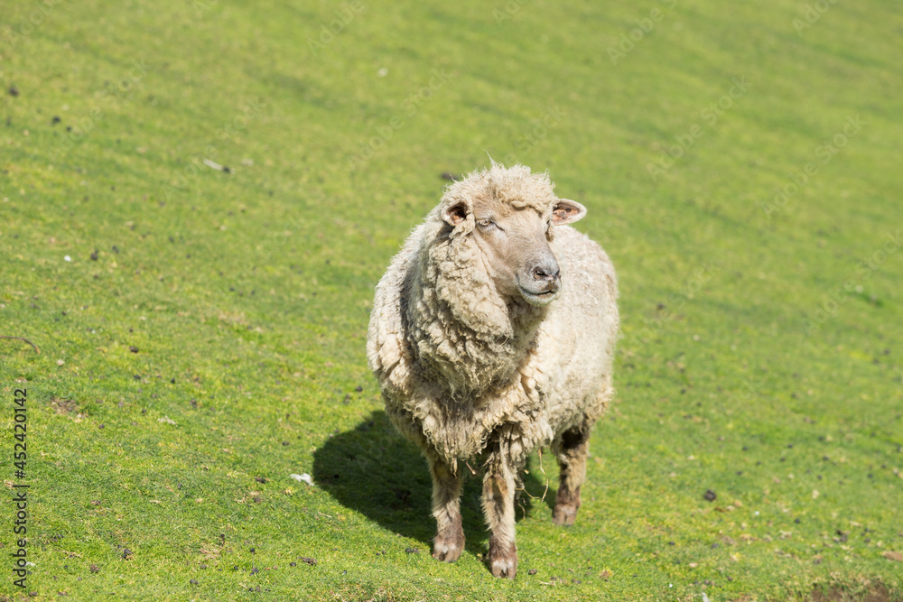 La oveja ​es un mamífero cuadrúpedo ungulado doméstico, utilizado como ganado. Como todos los rumiantes, las ovejas son artiodáctilos, o animales con pezuñas.