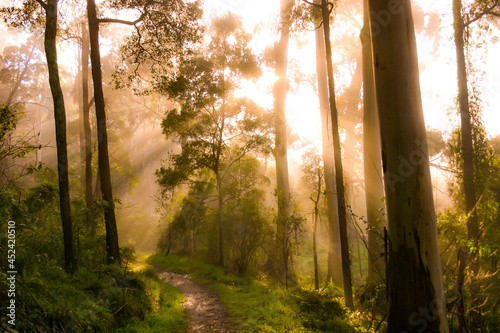 Godrays from the golden sunrise shine through the misty forest trees