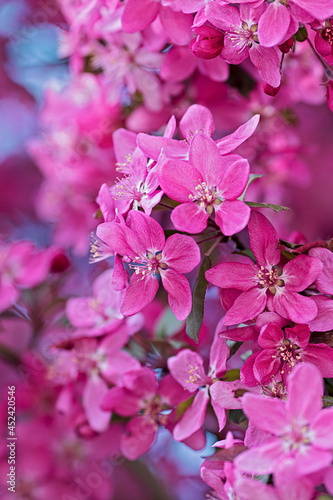 pink blossoming tree in spring