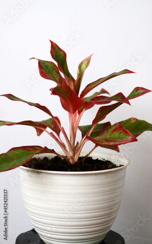 Aglaonema Red Stardust plant on white pot, white background.  photo