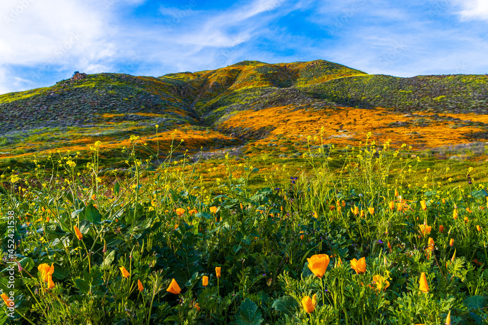 California Hills covered in Poppies California Hills covered in Poppies