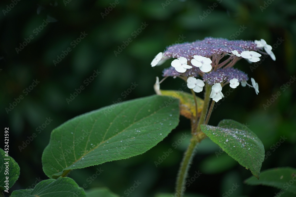 Gemeiner Schneeball, Viburnum opulus als dekorative Blume oder Staude in einem Park oder Garten Gemeiner Schneeball, Viburnum opulus als dekorative Blume oder Staude in einem Park oder Garten