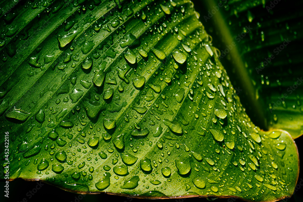 water drops on palm leaf, purity nature background water drops on palm leaf, purity nature background