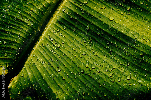 water drops on banana palm leaf, purity nature background