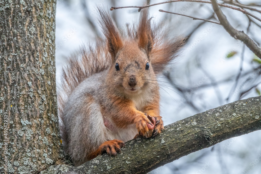 The squirrel with nut sits on a branches in the spring or summer. The squirrel with nut sits on a branches in the spring or summer.