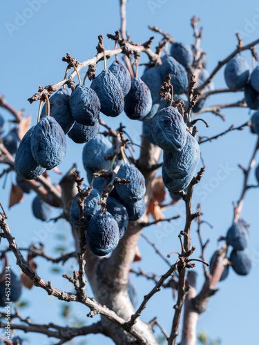 The blue plums have dried up on the branches. Disease of trees, loss of crops.