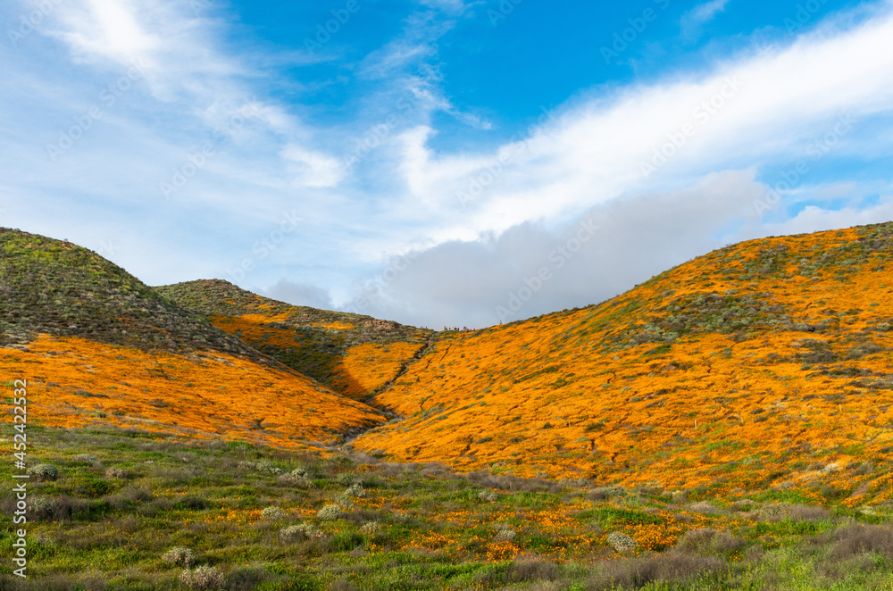 California Hills covered in Poppies 