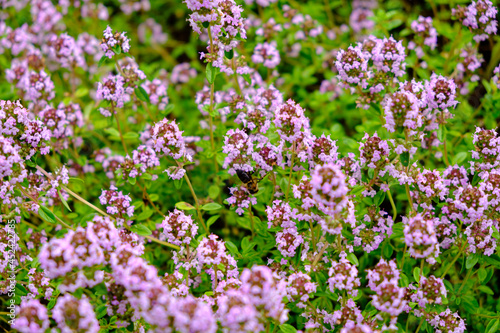 Beautiful pink purple flowers of thymus vulgaris or wild thyme blossom in garden.