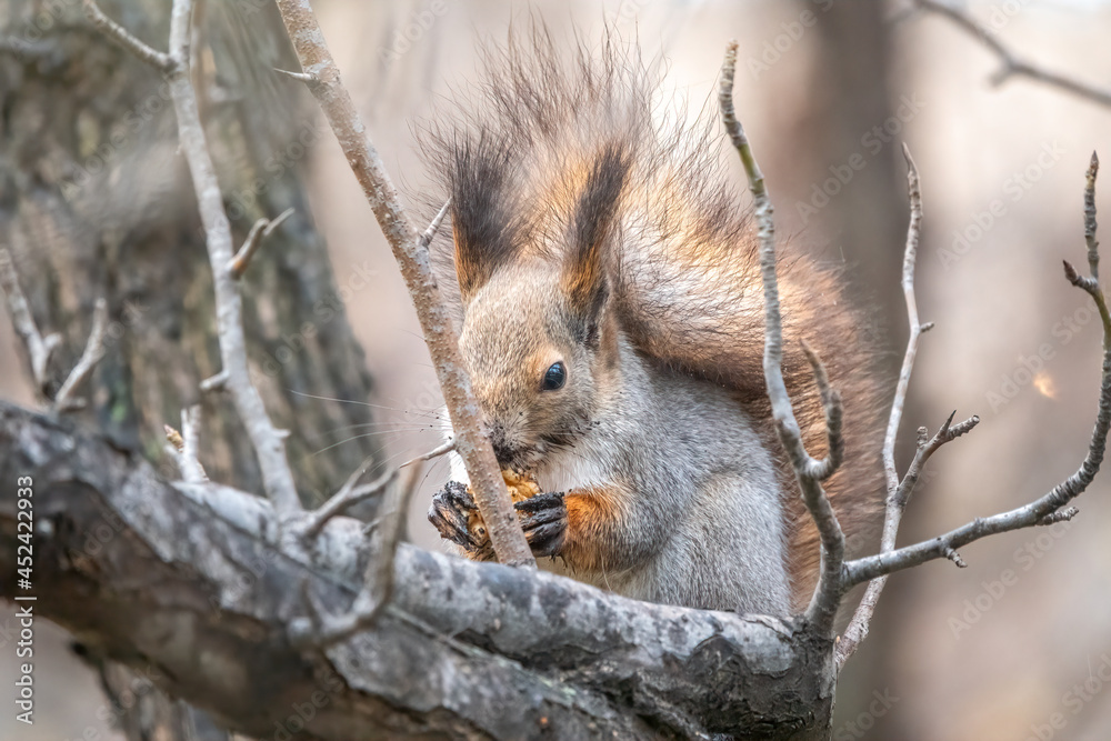 Fototapeta premium The squirrel sits on a branches in the winter or autumn