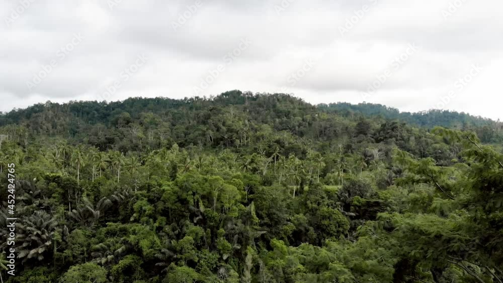 Bali - Rain Forest Drone Bali - Rain Forest Drone