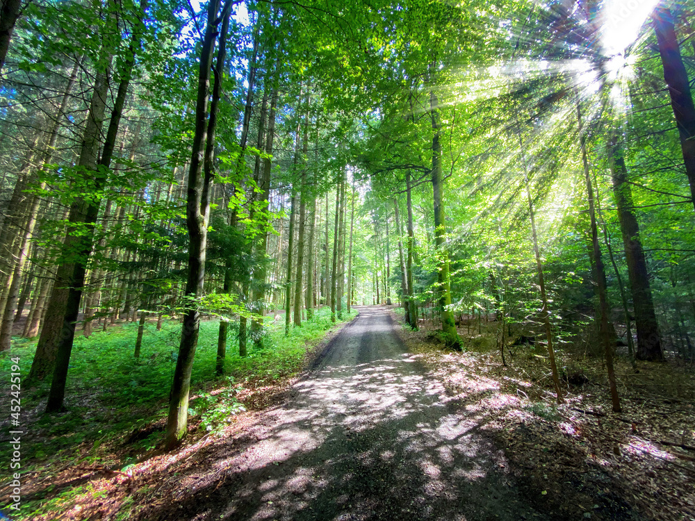 Bavarian Forest path with sun beams pass the trees Bavarian Forest path with sun beams pass the trees