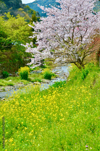 Cherry blossoms in full bloom, rivers and rape blossoms