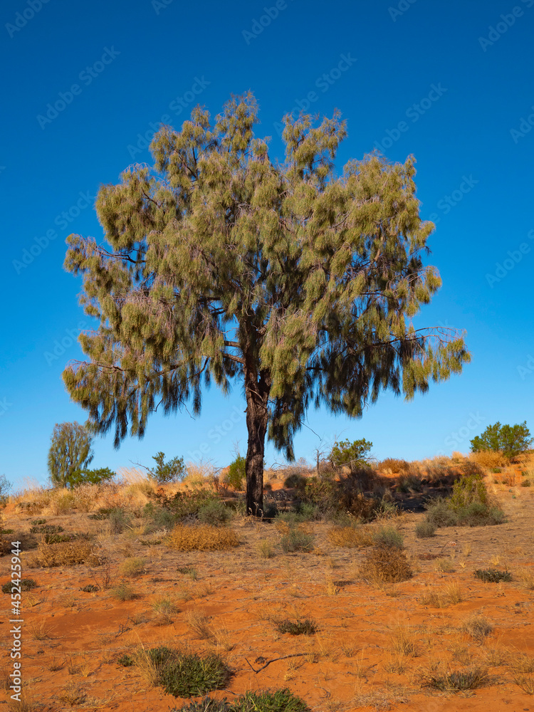 Fototapeta premium Desert Oak Tree on red sand dune in Central Australia