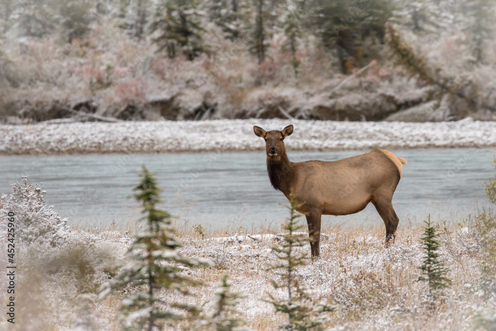 Fototapeta premium Single Female elk posing in fresh snow covered vegetation.