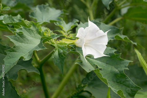 Datura stramonium, thorn apple, jimsonweed white flower closeup selectiwe focus photo