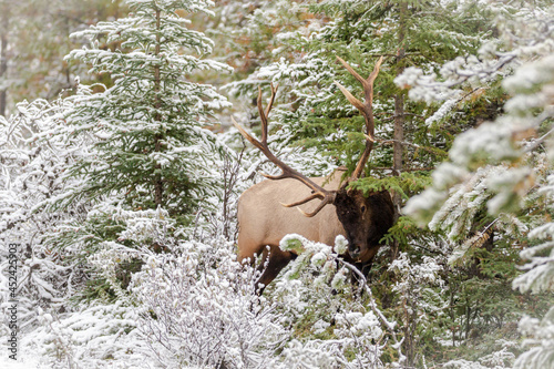 Huge Bull elk feeding in snow covered environment.