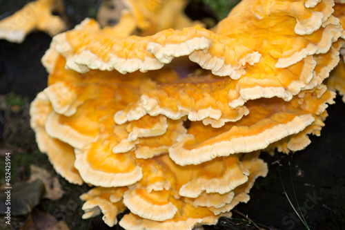 Laetiporus sulphureus, sulphur polypore orange shelf fungus on tree closeup selective focus