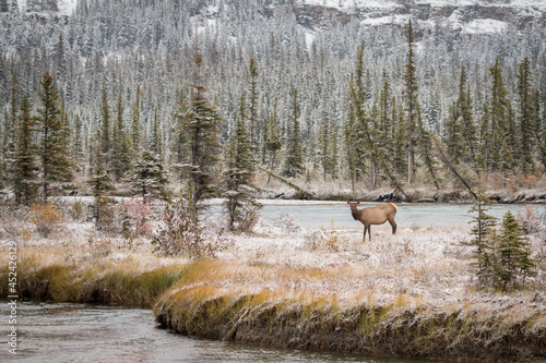 Lonesome Female elk standing on Island close to river