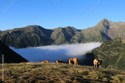sheep in the mountains
