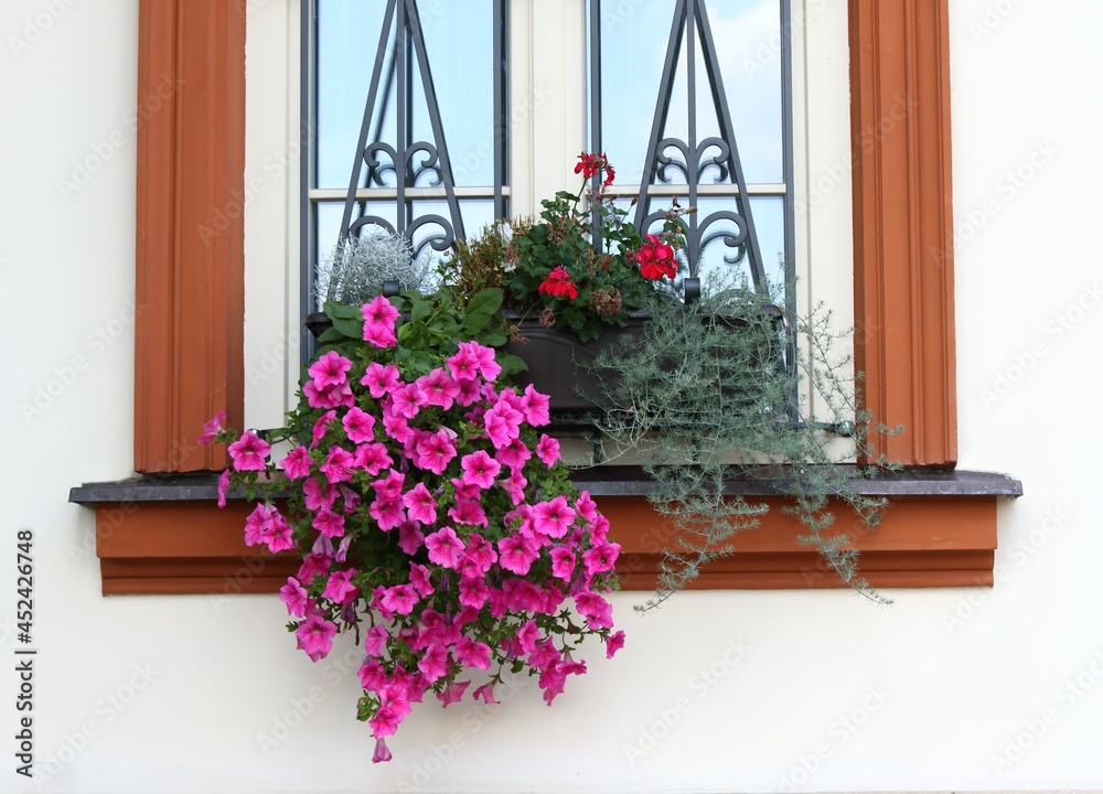 Naklejka premium Beautiful red petunias, lat. Petunia atkinsiana, in the flower box. Petunia, geranium and green plants on rural window.