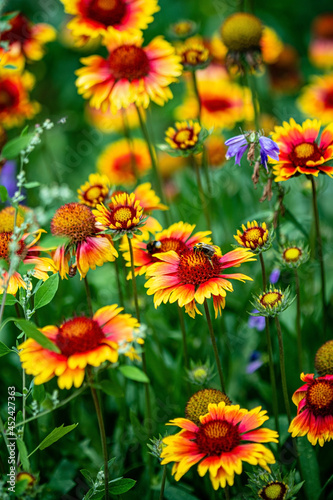 autumn flowers in the garden