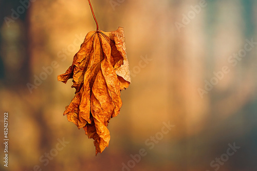 Orange autumn leaf.