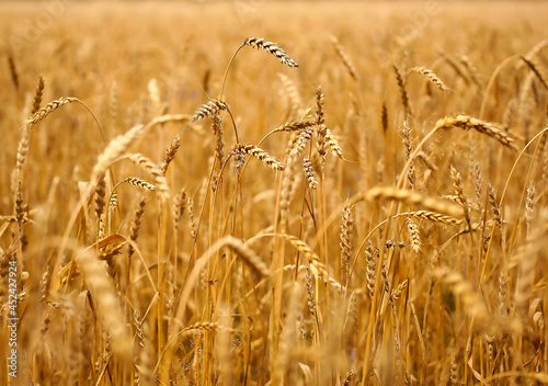 Spikelets of golden wheat on field.
