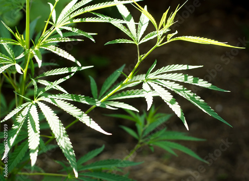 Green cannabis leaves