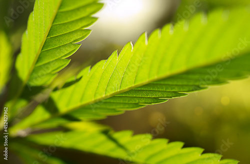 Green cannabis leaf background. Macro.