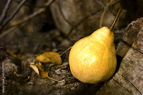 Yellow pear on old tree stump