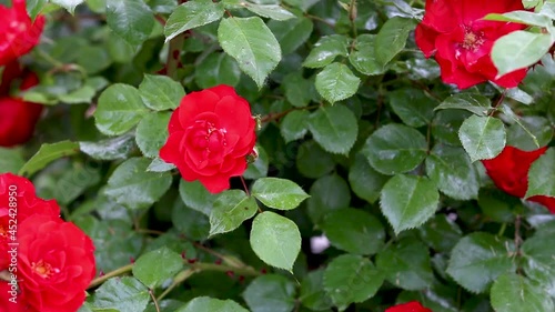 Outdoor red rose buds with lice